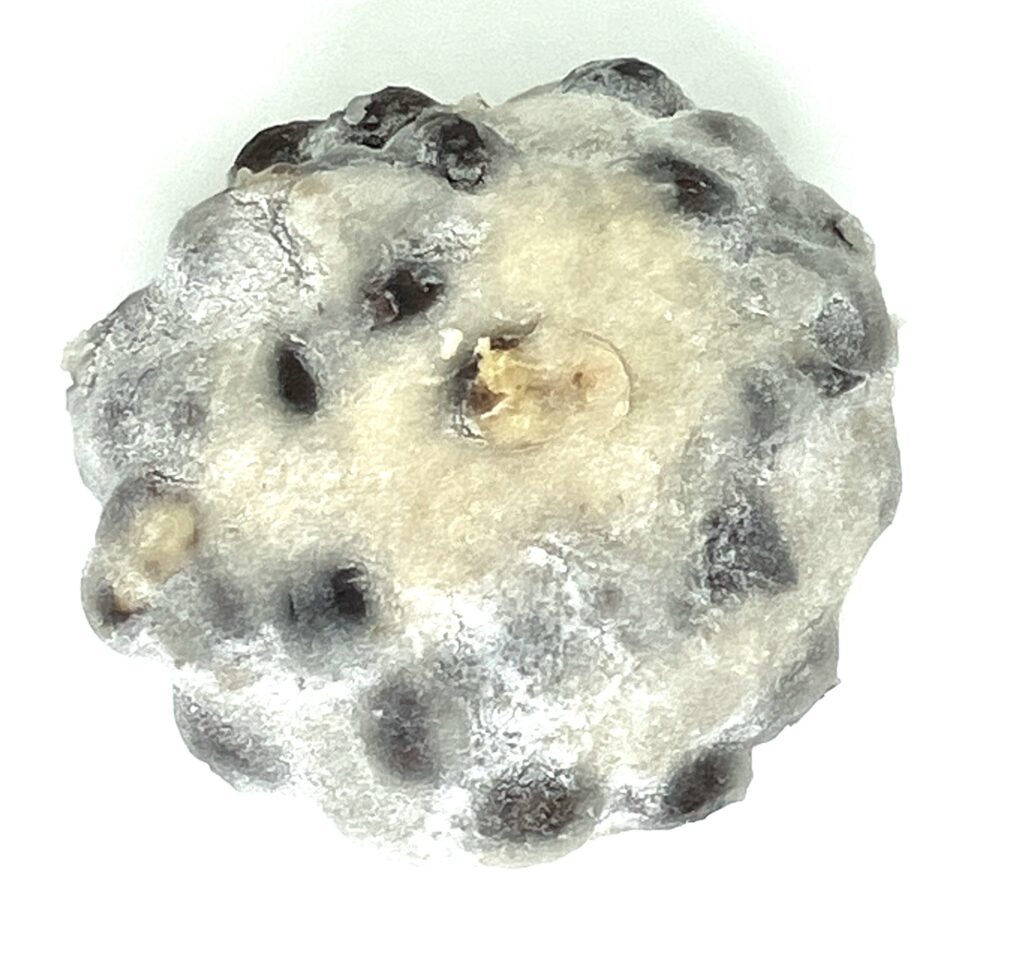 seveneleven-sweets-rice-cake-red-bean-past-red-peas-up